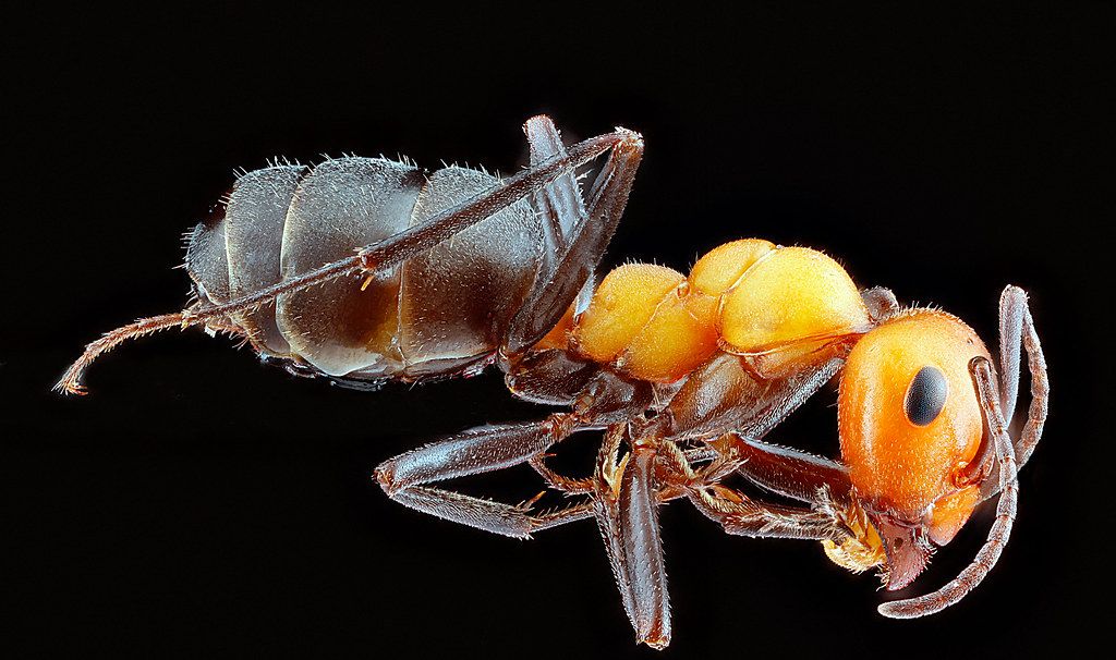 Ant Control service in Manteca, CA