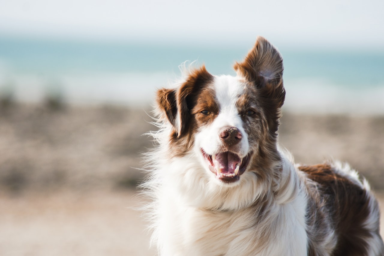Flea & Tick Control service in Manteca, CA