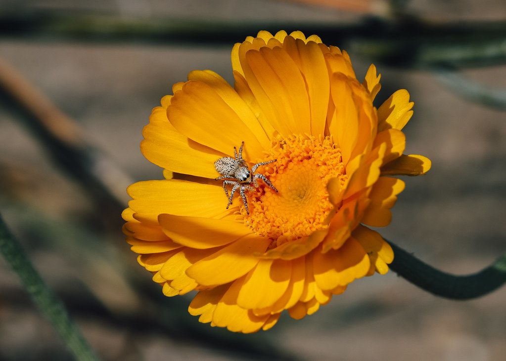 Spider Control service in Manteca, CA